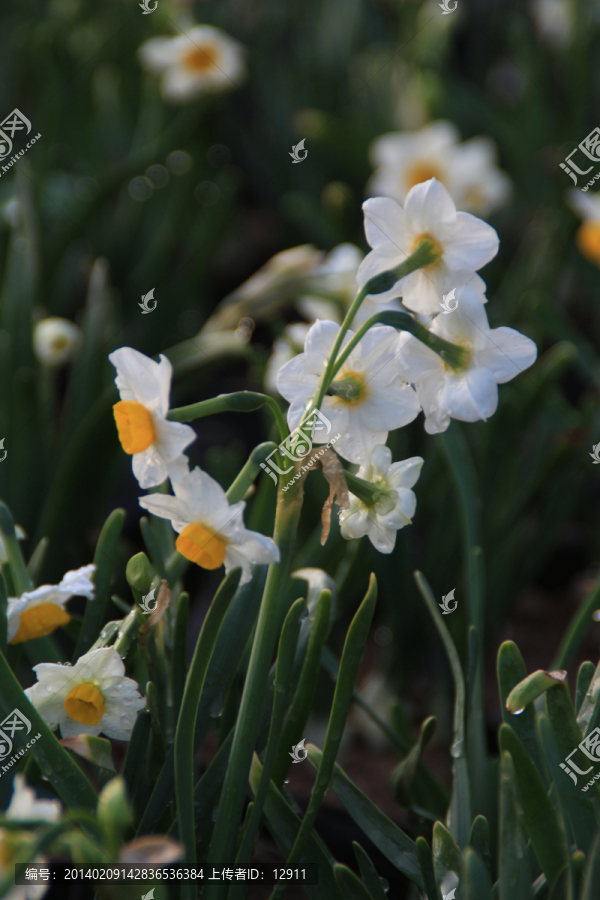 水仙花