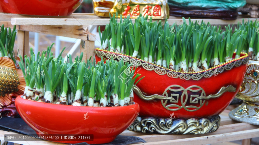 水仙花