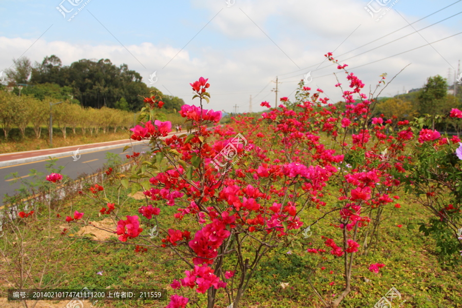 南国桃花