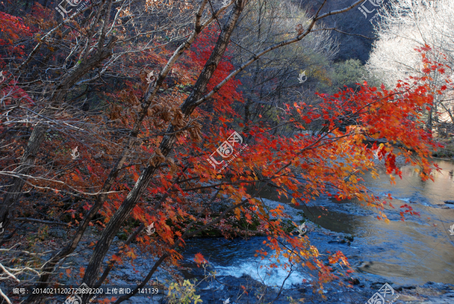 红叶,秋景,枫树,山石,溪水