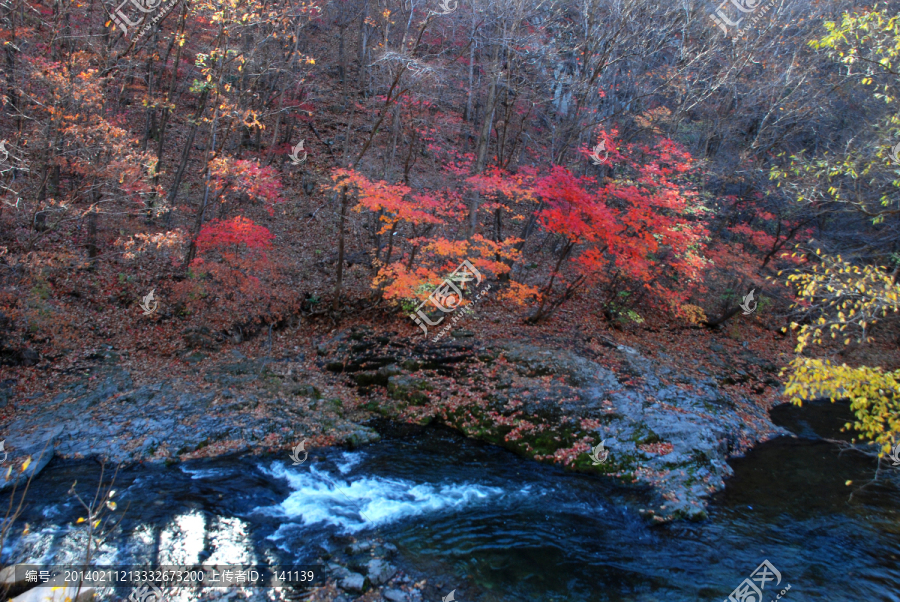 红叶,秋景,枫树,山石,溪水