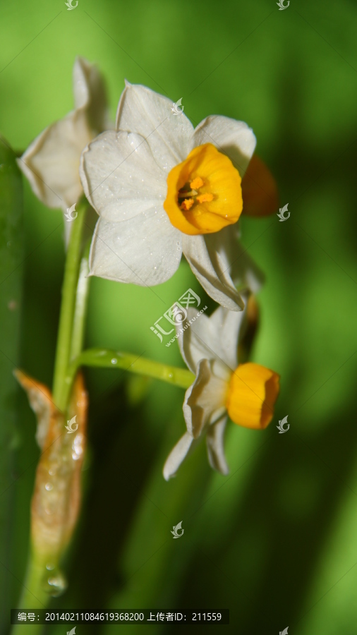 水仙花