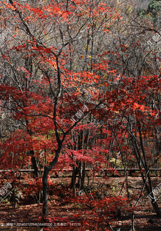 红叶,枫叶,秋景,枫叶之乡