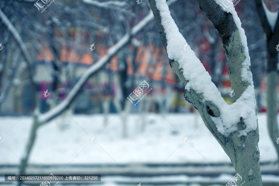 树干上的白雪