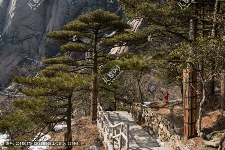 黄山松