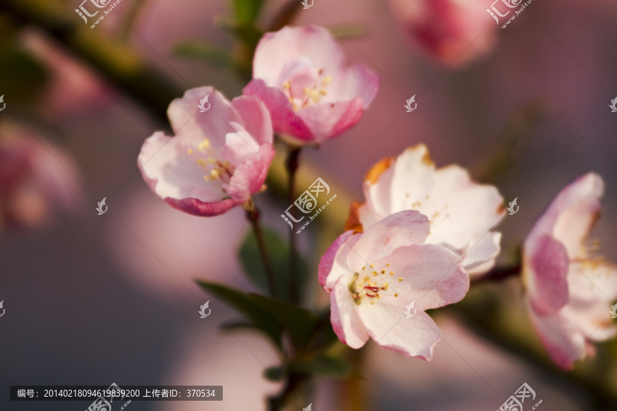 桃花,花卉,花朵,绽放,花蕊