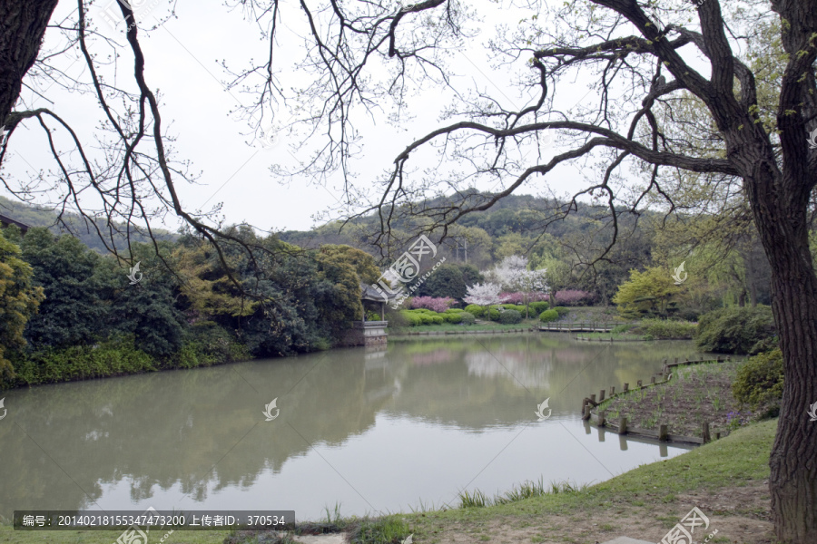 无锡鼋头渚风景区,鼋头渚,樱花