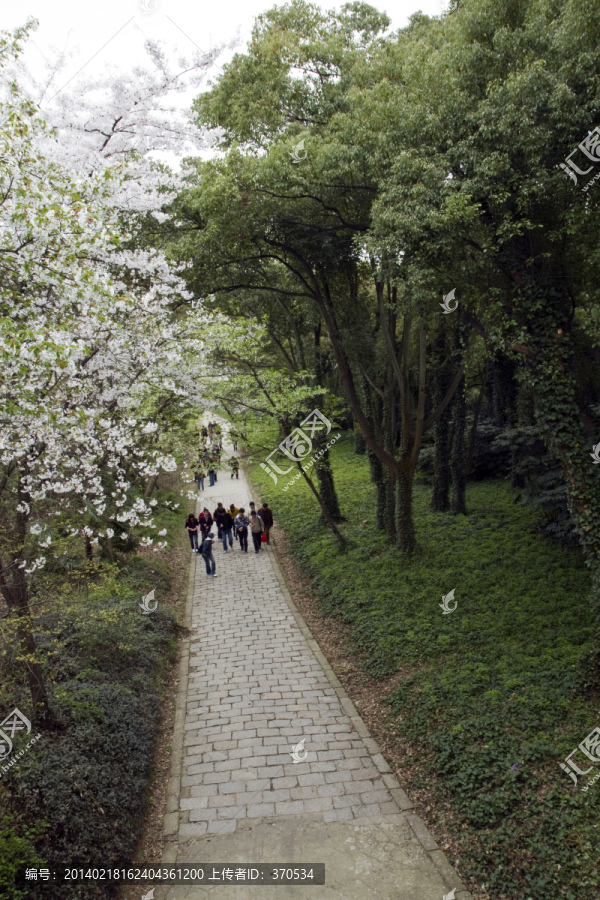 无锡鼋头渚风景区,鼋头渚,樱花