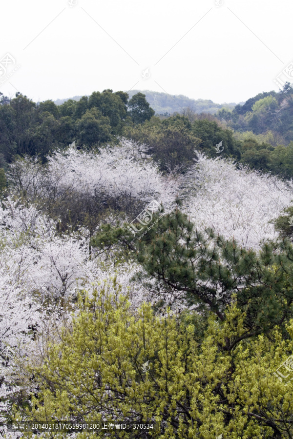 无锡鼋头渚风景区,鼋头渚,樱花