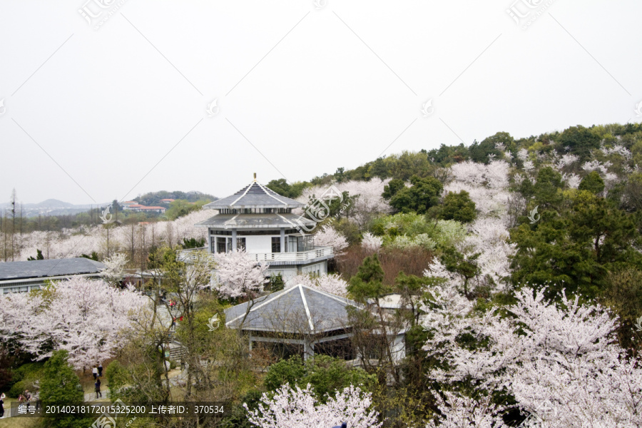 无锡鼋头渚风景区,鼋头渚,樱花