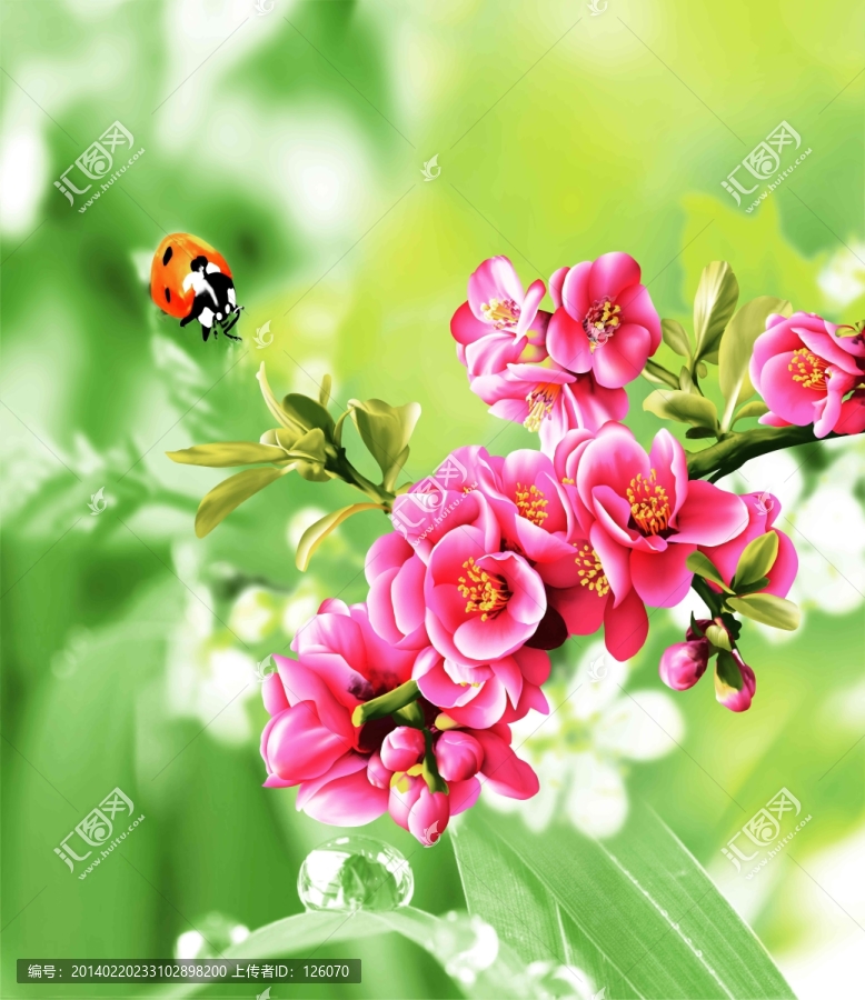 花卉素材