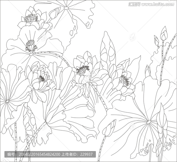 荷花