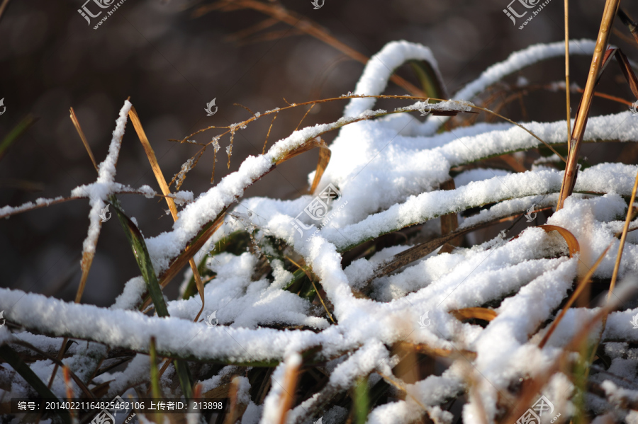 瑞雪