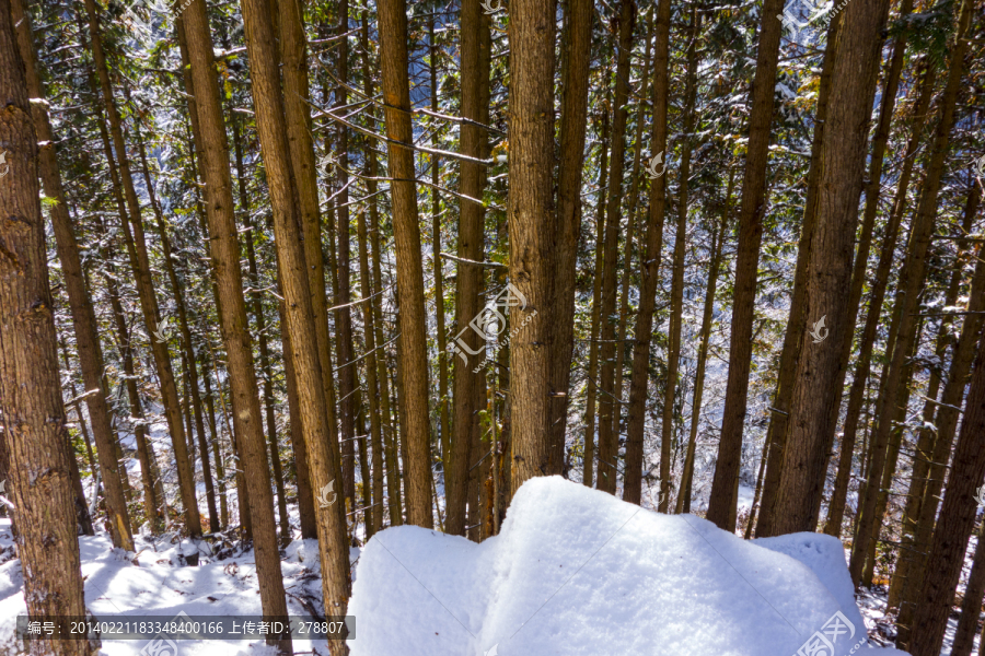 杉树,红心杉,林海雪原