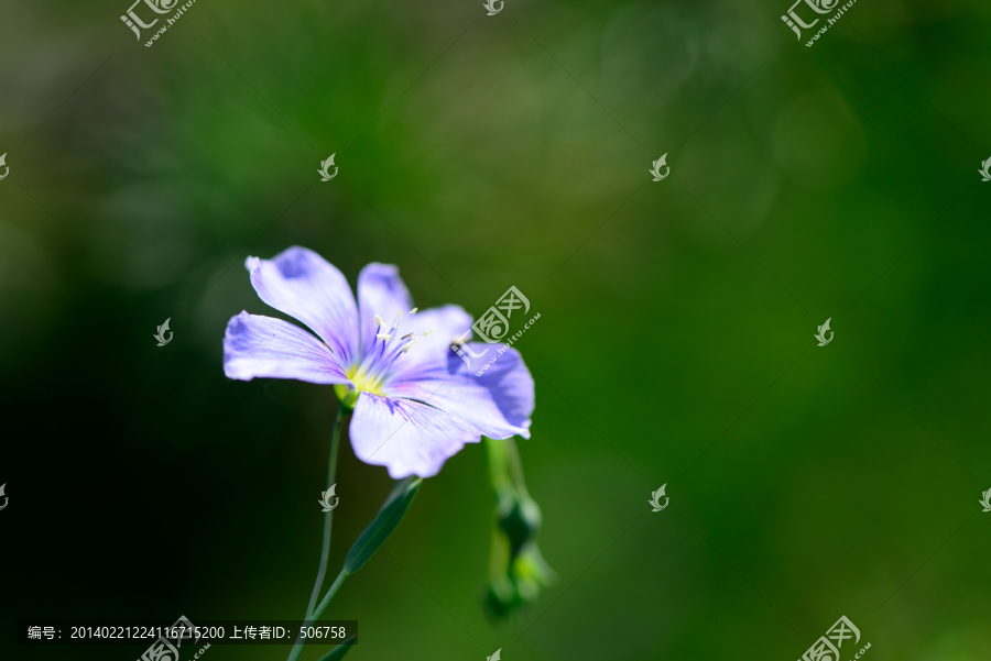 花朵,TIF高质量摄影大图