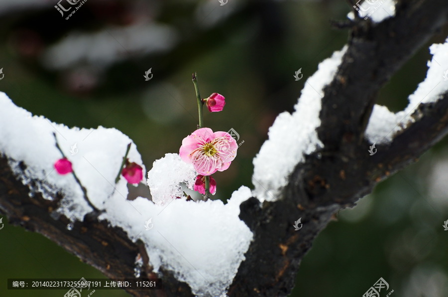 红梅冰雪