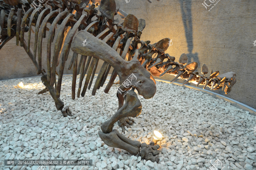 恐龙骨骼,动物标本