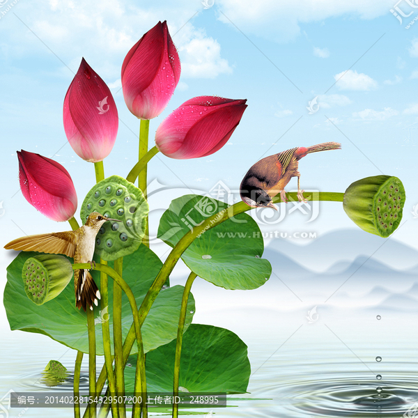 荷花