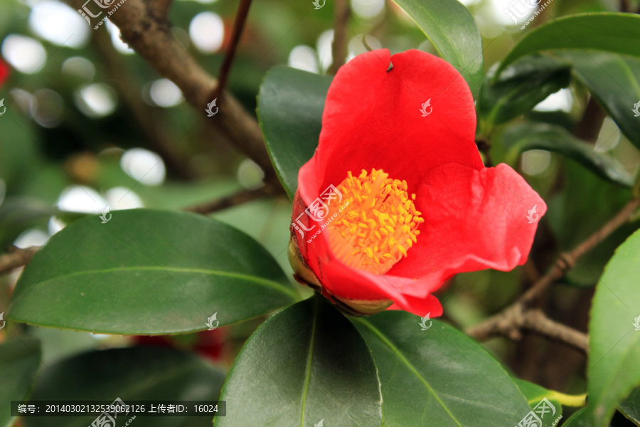 山茶花