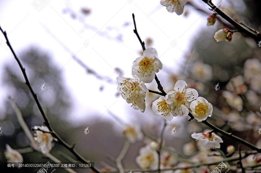 白梅黄色花蕊