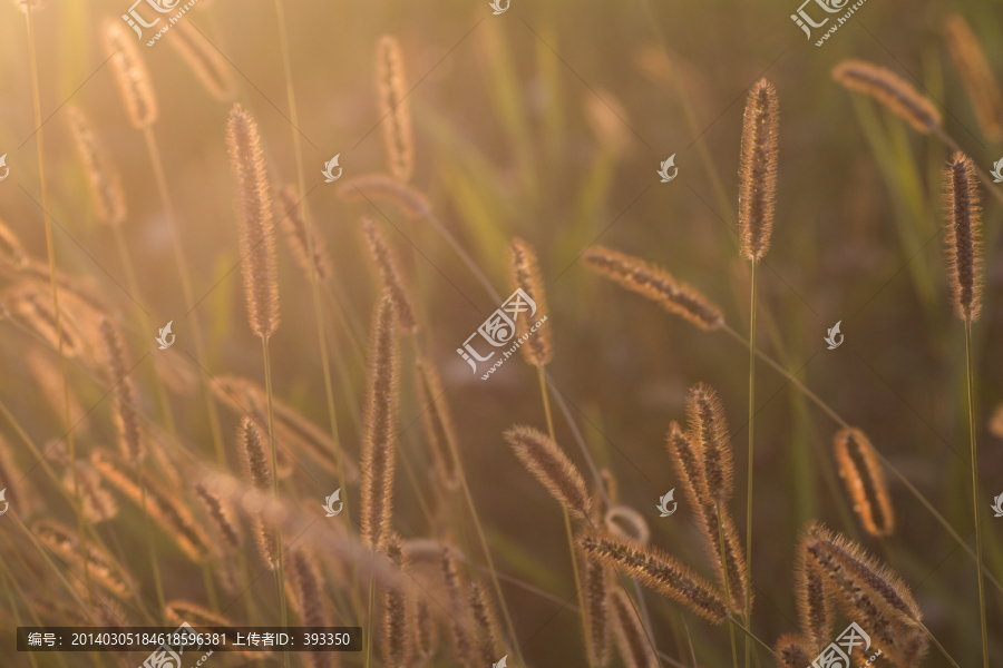 夕照下的毛毛狗