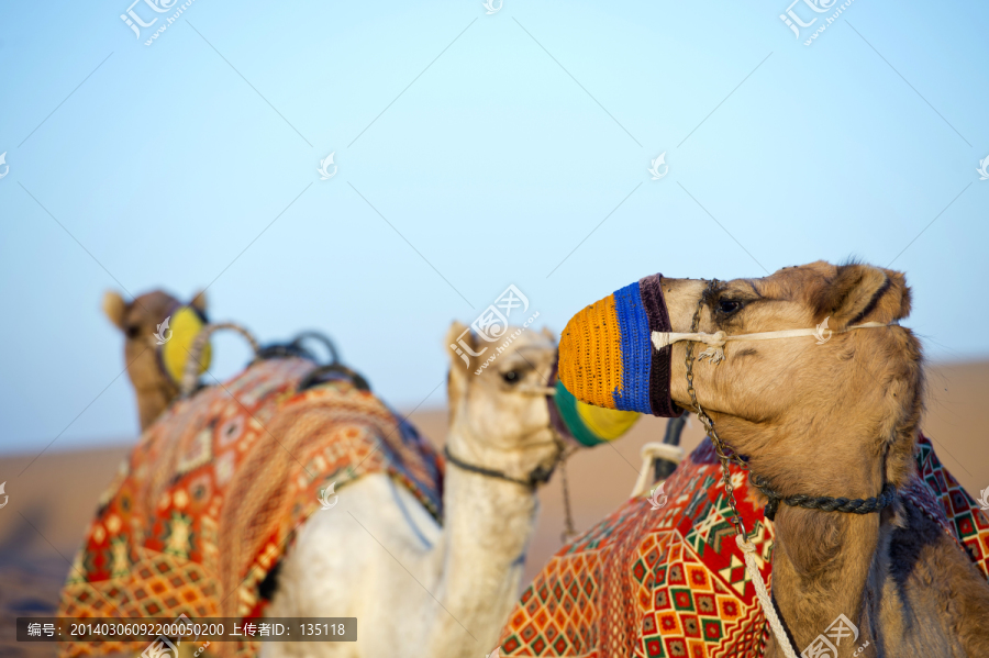 迪拜沙漠骆驼