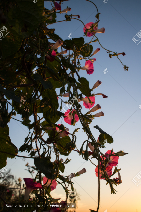 红色牵牛花,蓝天,日暮,逆光