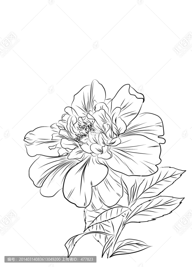 花卉線稿