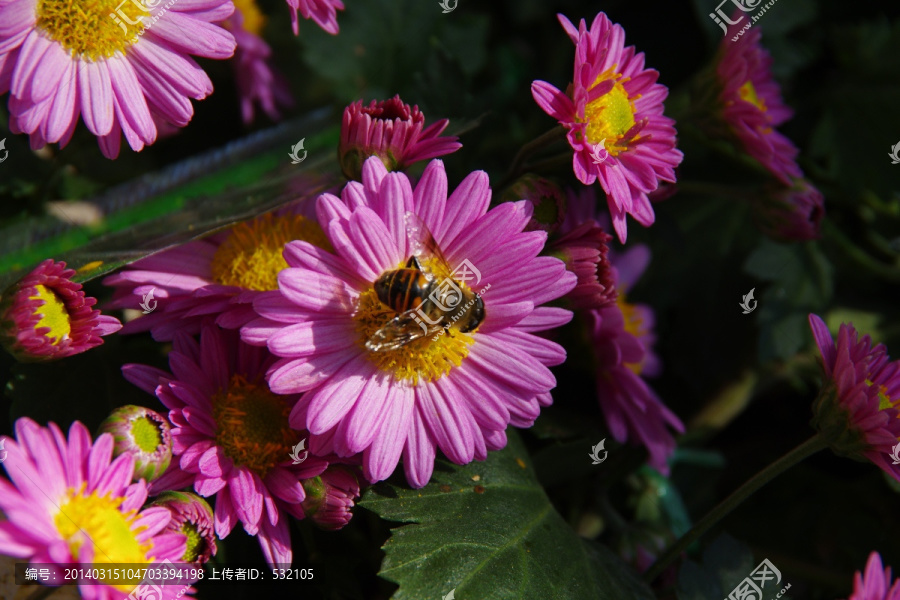 蜜蜂,菊花