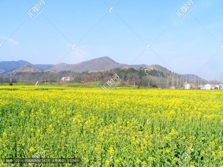 开满油菜花的农田