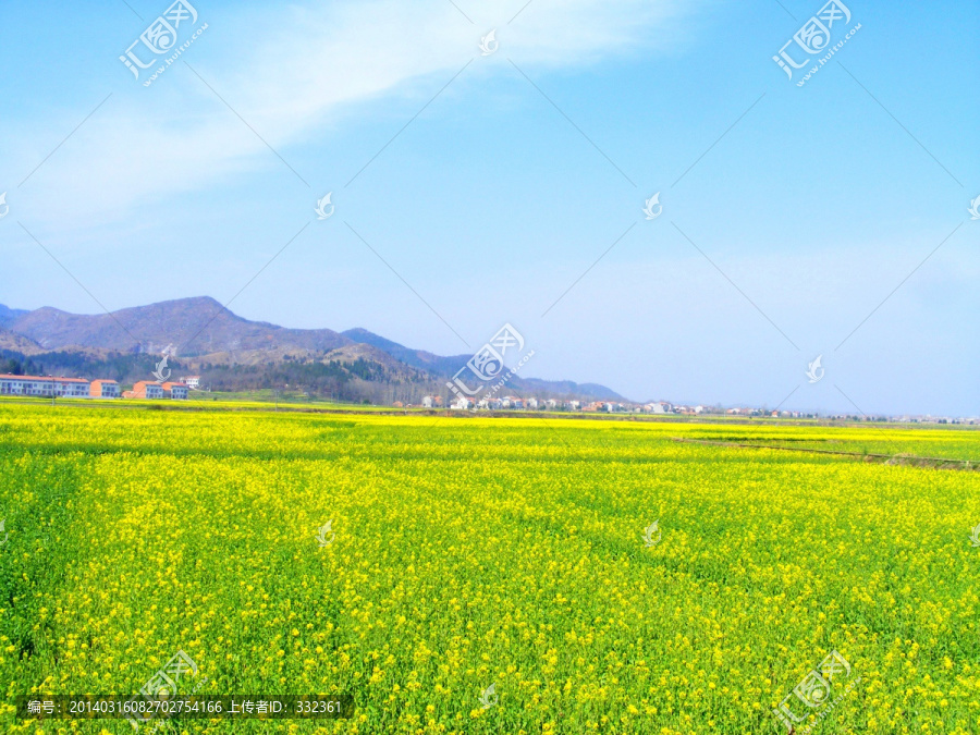 开满油菜花的农田