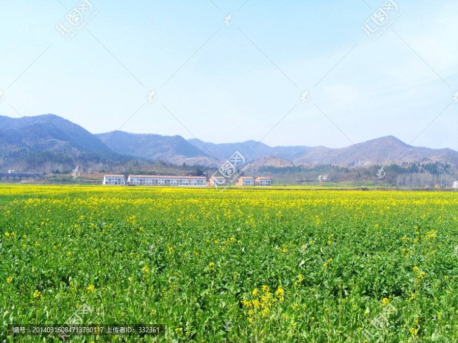 开满油菜花的农田