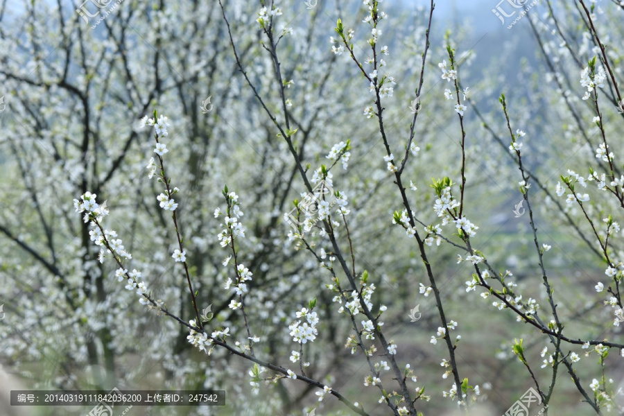 李子花,李子,花卉,白花,鲜花