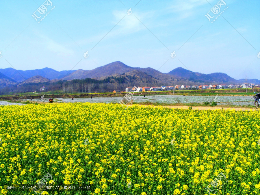 开满油菜花的农田