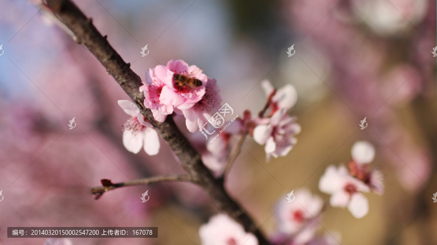 红梅花开,红梅,梅花,花卉