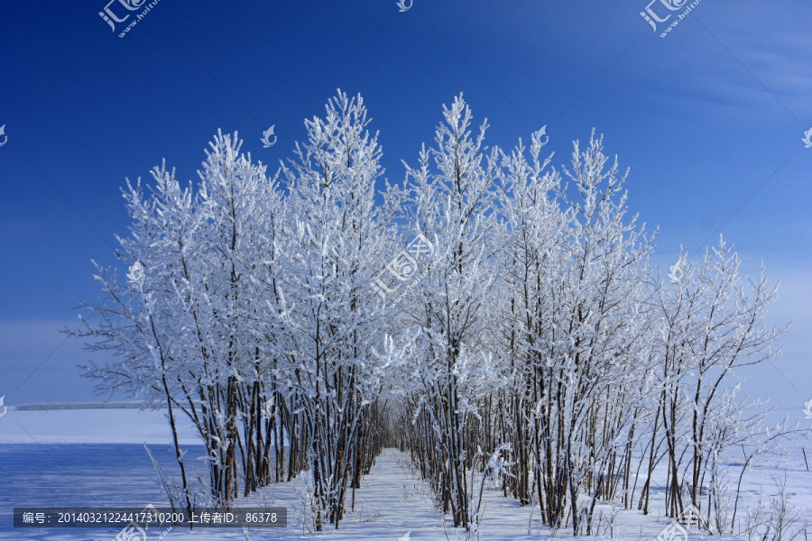 雪霜树林