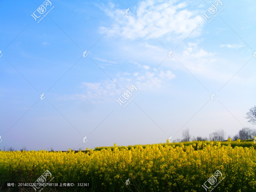 开满油菜花的农田