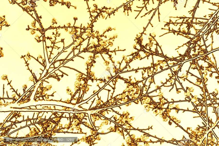 金色櫻花樹(shù),無(wú)框畫(huà),浮雕畫(huà)