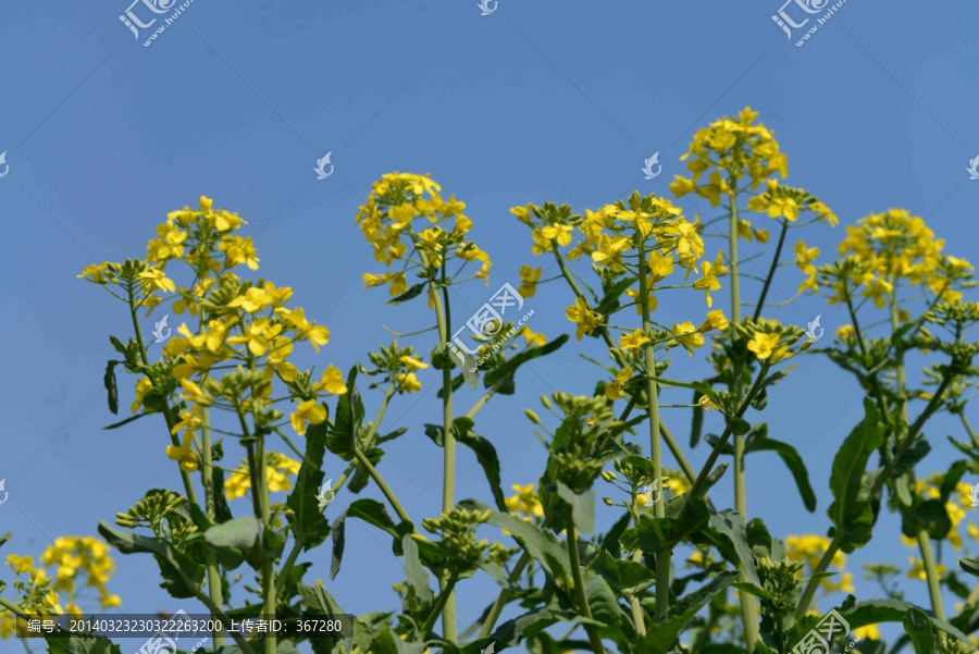 仰拍油菜花