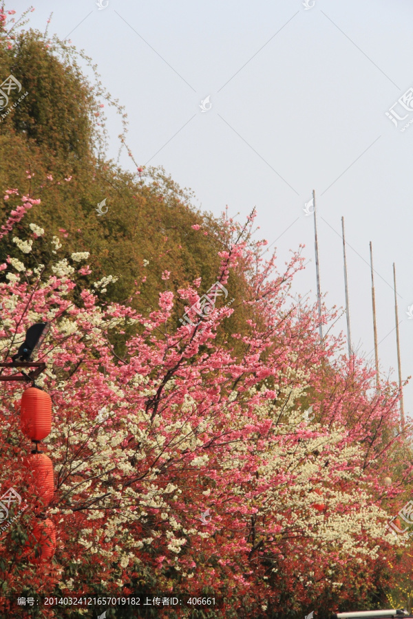 樱花灯笼