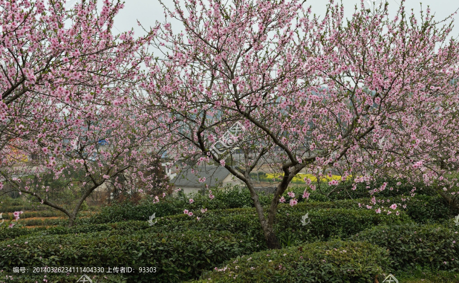 赏桃花