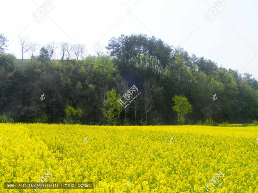 开满油菜花的农田