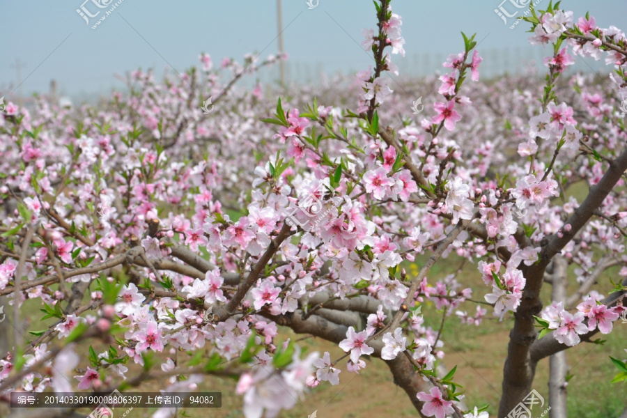 桃花岭