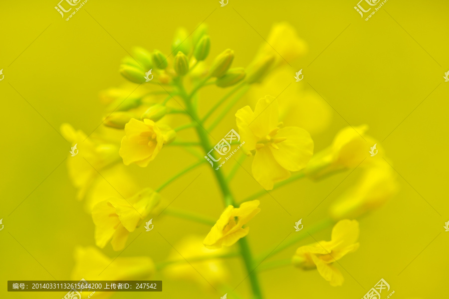 油菜花,花,春光,田园风光,春