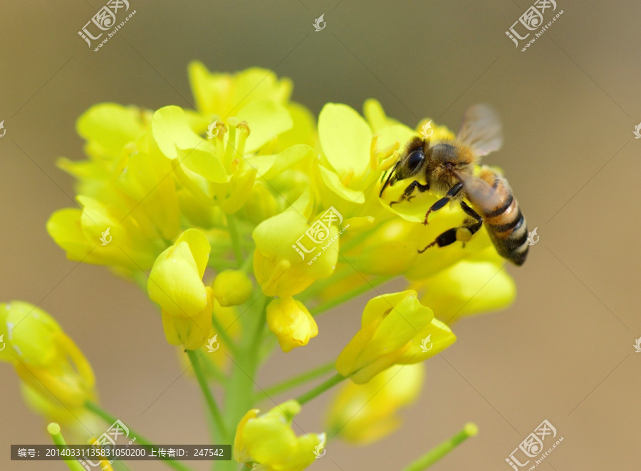 油菜花,黄花,采蜜,蜜蜂