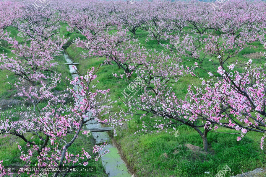 桃花园,桃花源,桃花,花,粉色