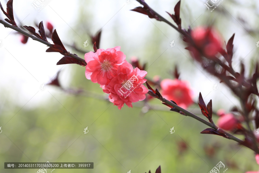 桃花
