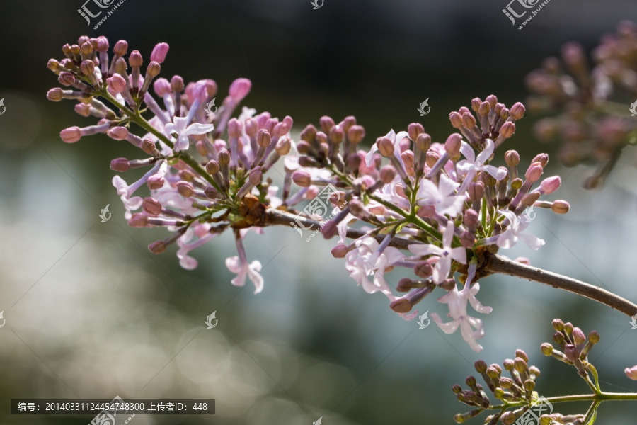 丁香花