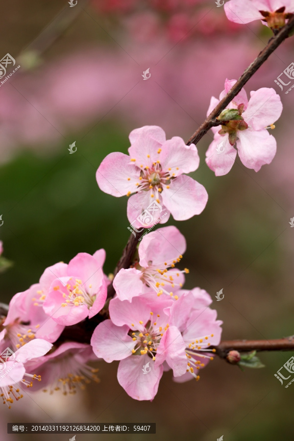 桃花,花蕊特写