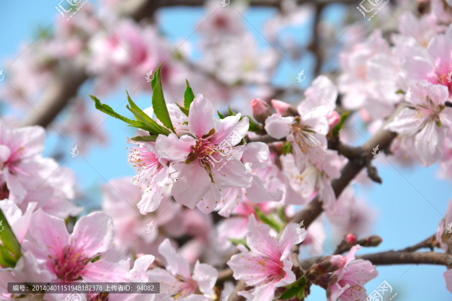 阳光下的桃花